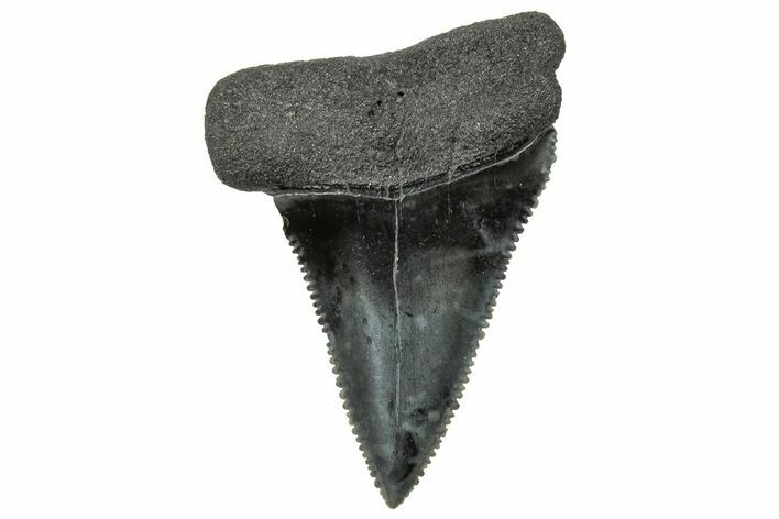 Serrated, Fossil Great White Shark Tooth - South Carolina #325166